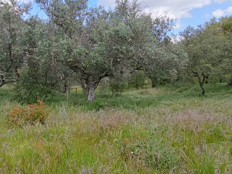 Propriedade 15 hectares -