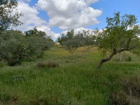 Propriedade 15 hectares -
