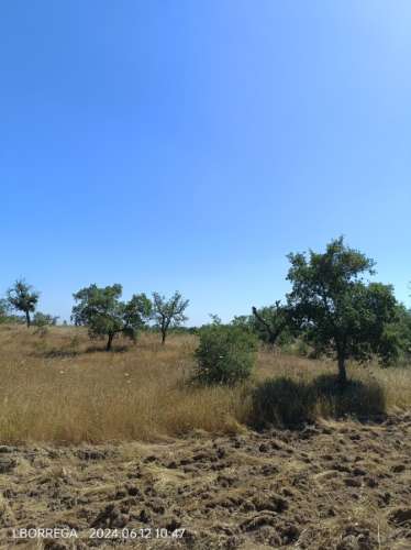 terreno rústico - montado