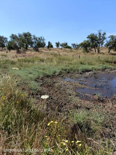 terreno rústico - montado