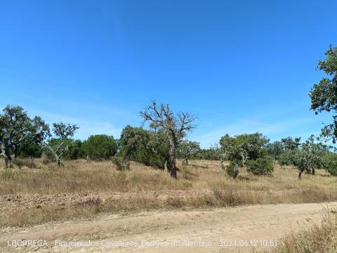 terreno rústico - montado