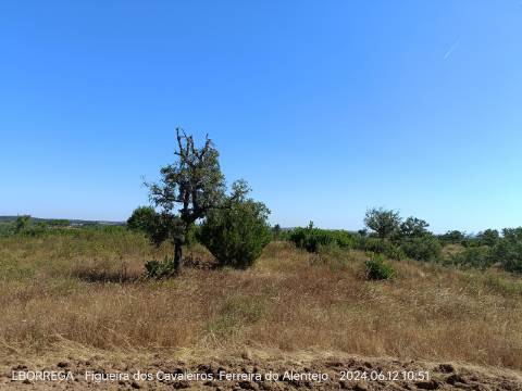 terreno rústico - montado