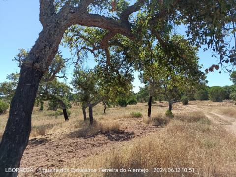 terreno rústico - montado