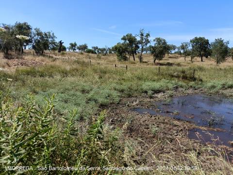 terreno rústico - montado