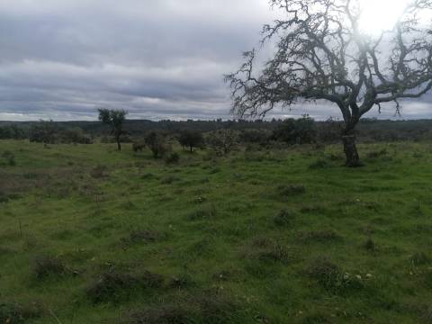 Terreno rústico