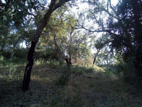 Terreno Rústico ( 2 ha )