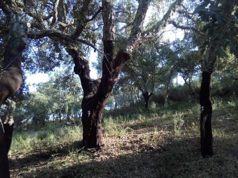 Terreno Rústico ( 2 ha )