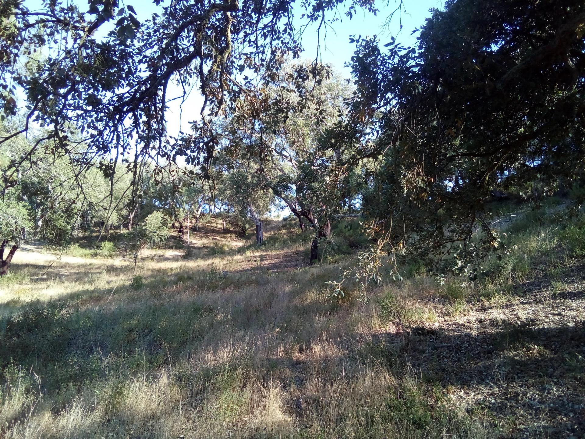 Terreno Rústico ( 2 ha )