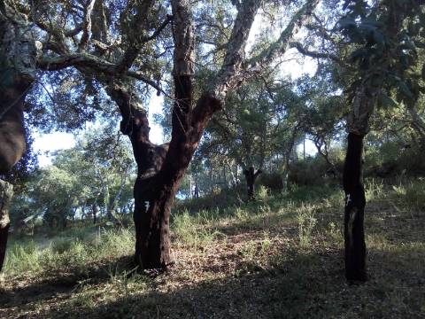 Terreno Rústico ( 2 ha )