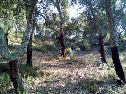 Terreno Rústico ( 2 ha )