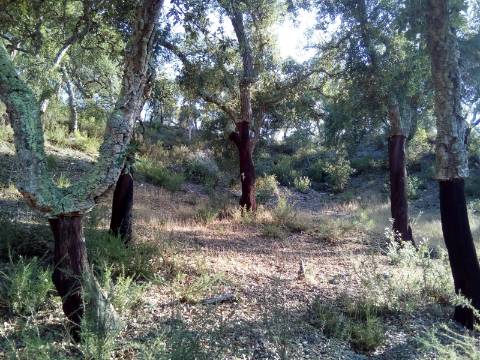 Terreno Rústico ( 2 ha )