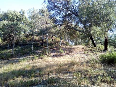 Terreno Rústico ( 2 ha )