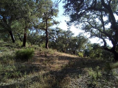 Terreno Rústico ( 2 ha )