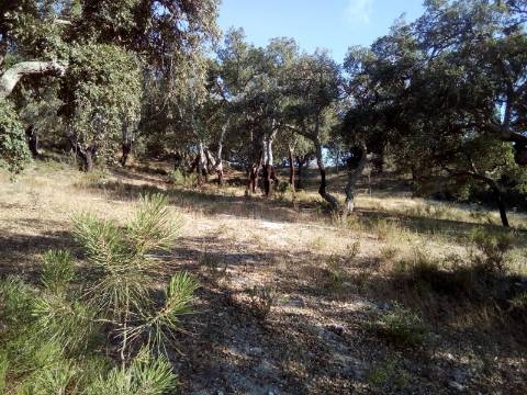 Terreno Rústico ( 2 ha )