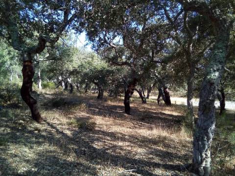 Terreno Rústico ( 2 ha )