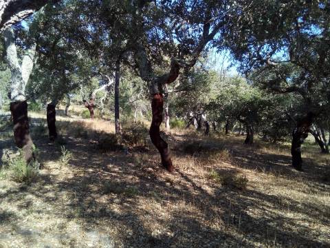 Terreno Rústico ( 2 ha )