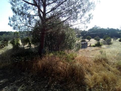 Terreno Rústico ( 2 ha )