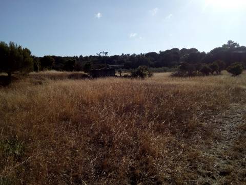 Terreno Rústico ( 2 ha )