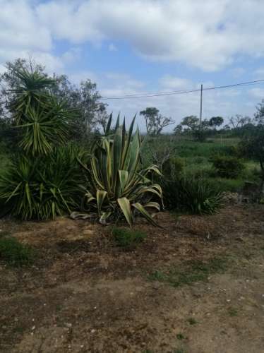 # Quinta nas Sobreiras Altas Oferta Imperdível - um sonho a ser realizado .