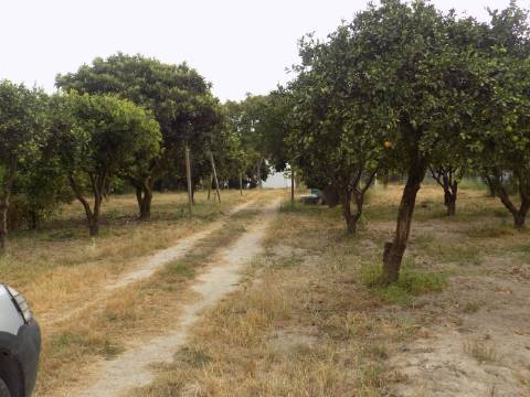Quinta c/ Casa Tipo Bi Familiar e Armazém