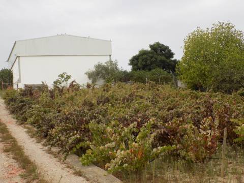 Quinta c/ Casa Tipo Bi Familiar e Armazém