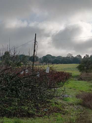 Terreno com casa de habitação em ruinas
