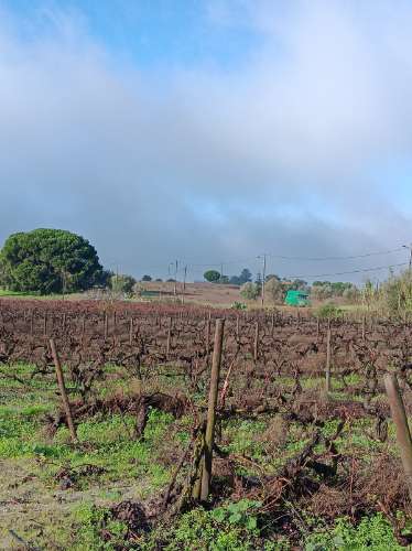 Terreno com casa de habitação em ruinas