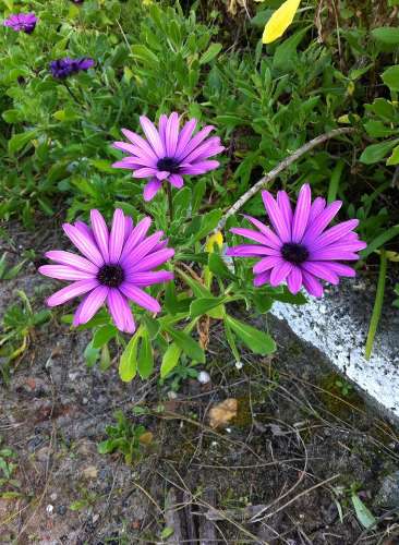 Monte no litoral Alentejano a 3km do mar