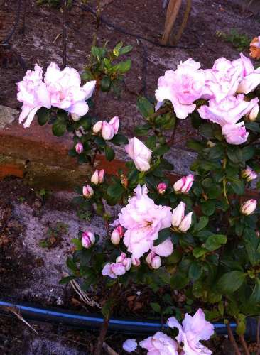 Monte no litoral Alentejano a 3km do mar