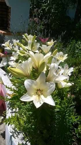 Monte no litoral Alentejano a 3km do mar