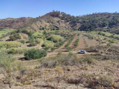 TERRENO RÚSTICO COM 5.550 M2 - COM ÁGUA - CONCEIÇÃO - TAVIRA - ALGARVE