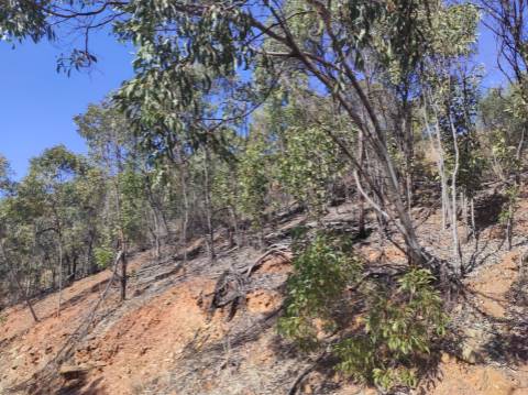 TERRENO RÚSTICO COM 5.550 M2 - COM ÁGUA - CONCEIÇÃO - TAVIRA - ALGARVE