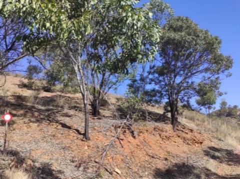 TERRENO RÚSTICO COM 5.550 M2 - COM ÁGUA - CONCEIÇÃO - TAVIRA - ALGARVE