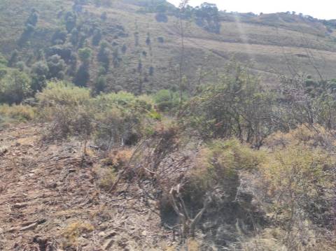 TERRENO RÚSTICO COM 5.550 M2 - COM ÁGUA - CONCEIÇÃO - TAVIRA - ALGARVE