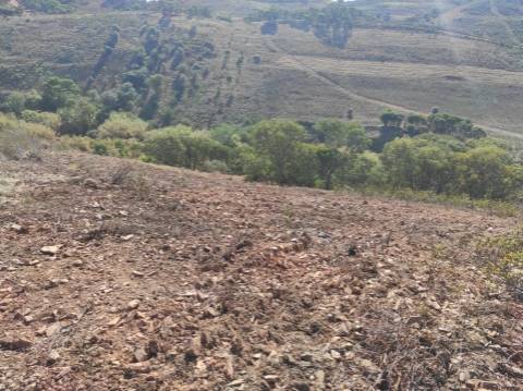 TERRENO RÚSTICO COM 5.550 M2 - COM ÁGUA - CONCEIÇÃO - TAVIRA - ALGARVE