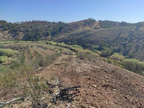 TERRENO RÚSTICO COM 5.550 M2 - COM ÁGUA - CONCEIÇÃO - TAVIRA - ALGARVE