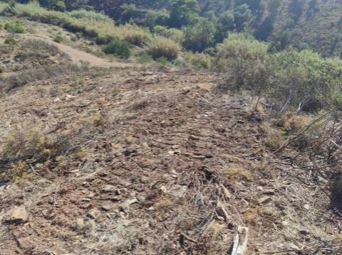 TERRENO RÚSTICO COM 5.550 M2 - COM ÁGUA - CONCEIÇÃO - TAVIRA - ALGARVE