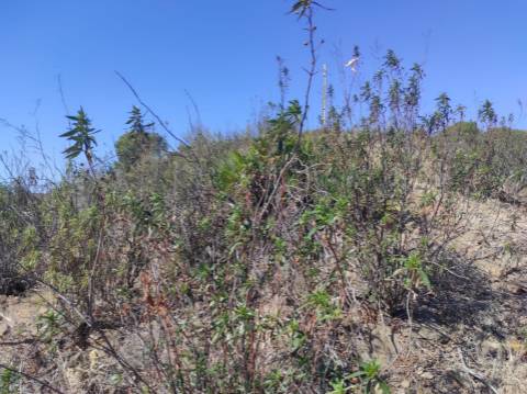 TERRENO RÚSTICO COM 5.550 M2 - COM ÁGUA - CONCEIÇÃO - TAVIRA - ALGARVE