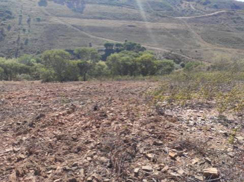 TERRENO RÚSTICO COM 5.550 M2 - COM ÁGUA - CONCEIÇÃO - TAVIRA - ALGARVE