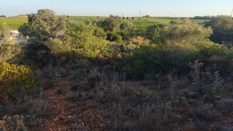 Terreno em Moncarapacho com 20240m2
