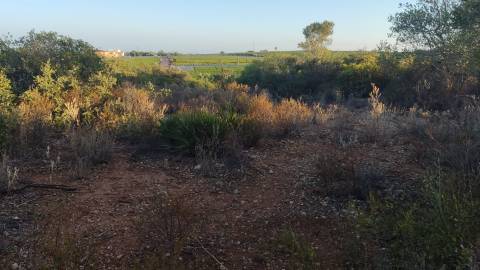 Terreno em Moncarapacho com 20240m2