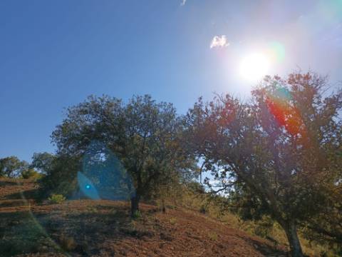 TERRENO RÚSTICO COM 4.960 M2 - COM ÁRVORES - DOIS ACESSO - AZINHAL - CASTRO MARIM - ALGARVE