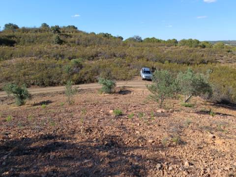 TERRENO RÚSTICO COM 4.960 M2 - COM ÁRVORES - DOIS ACESSO - AZINHAL - CASTRO MARIM - ALGARVE