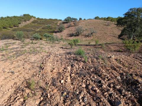 TERRENO RÚSTICO COM 4.960 M2 - COM ÁRVORES - DOIS ACESSO - AZINHAL - CASTRO MARIM - ALGARVE