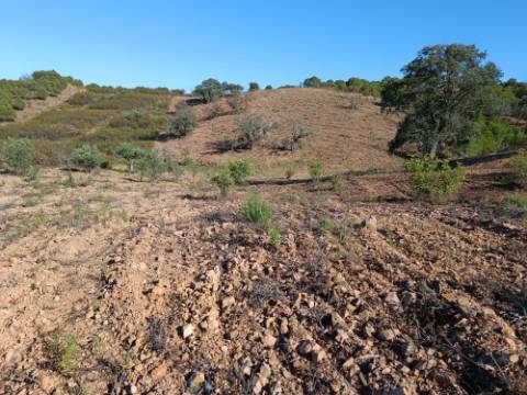 TERRENO RÚSTICO COM 4.960 M2 - COM ÁRVORES - DOIS ACESSO - AZINHAL - CASTRO MARIM - ALGARVE