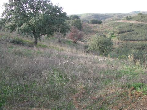 TERRENO RÚSTICO COM 4.960 M2 - COM ÁRVORES - DOIS ACESSO - AZINHAL - CASTRO MARIM - ALGARVE