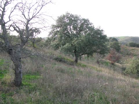 TERRENO RÚSTICO COM 4.960 M2 - COM ÁRVORES - DOIS ACESSO - AZINHAL - CASTRO MARIM - ALGARVE