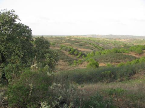TERRENO RÚSTICO COM 4.960 M2 - COM ÁRVORES - DOIS ACESSO - AZINHAL - CASTRO MARIM - ALGARVE