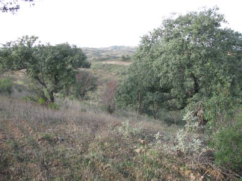TERRENO RÚSTICO COM 4.960 M2 - COM ÁRVORES - DOIS ACESSO - AZINHAL - CASTRO MARIM - ALGARVE