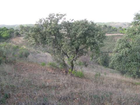 TERRENO RÚSTICO COM 4.960 M2 - COM ÁRVORES - DOIS ACESSO - AZINHAL - CASTRO MARIM - ALGARVE